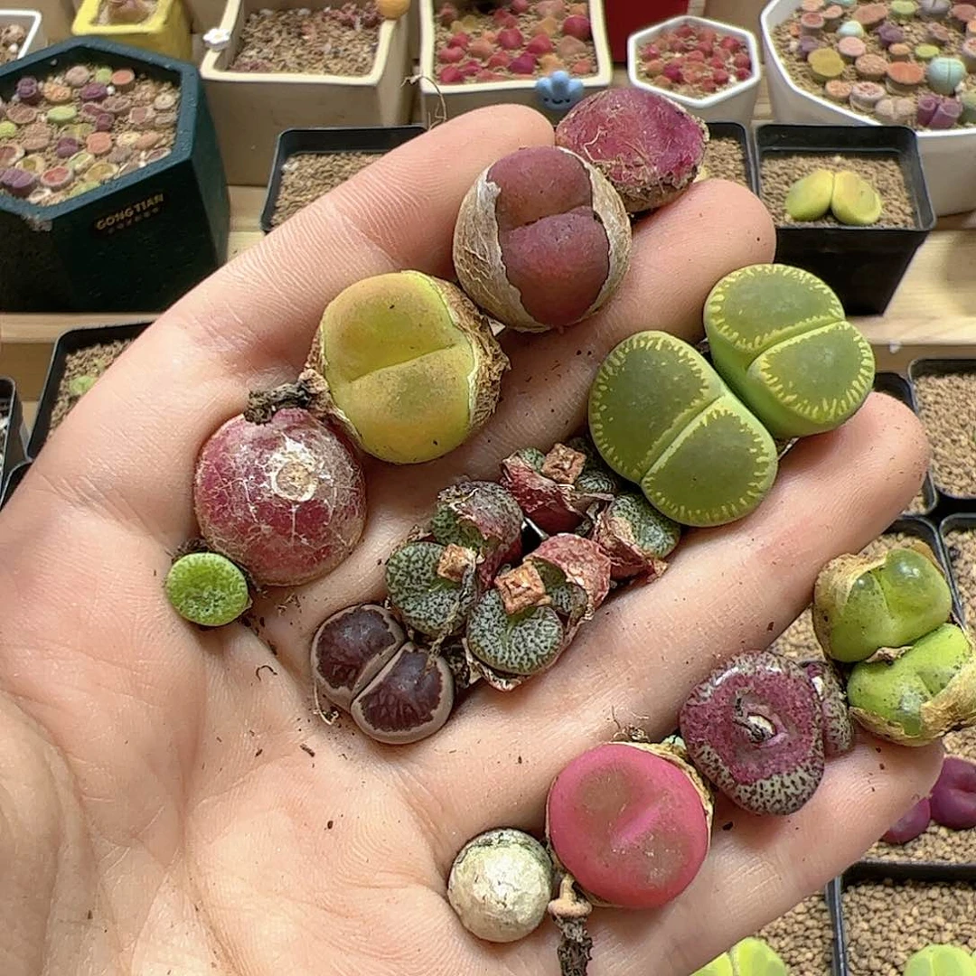 【闪购商品】468 福利