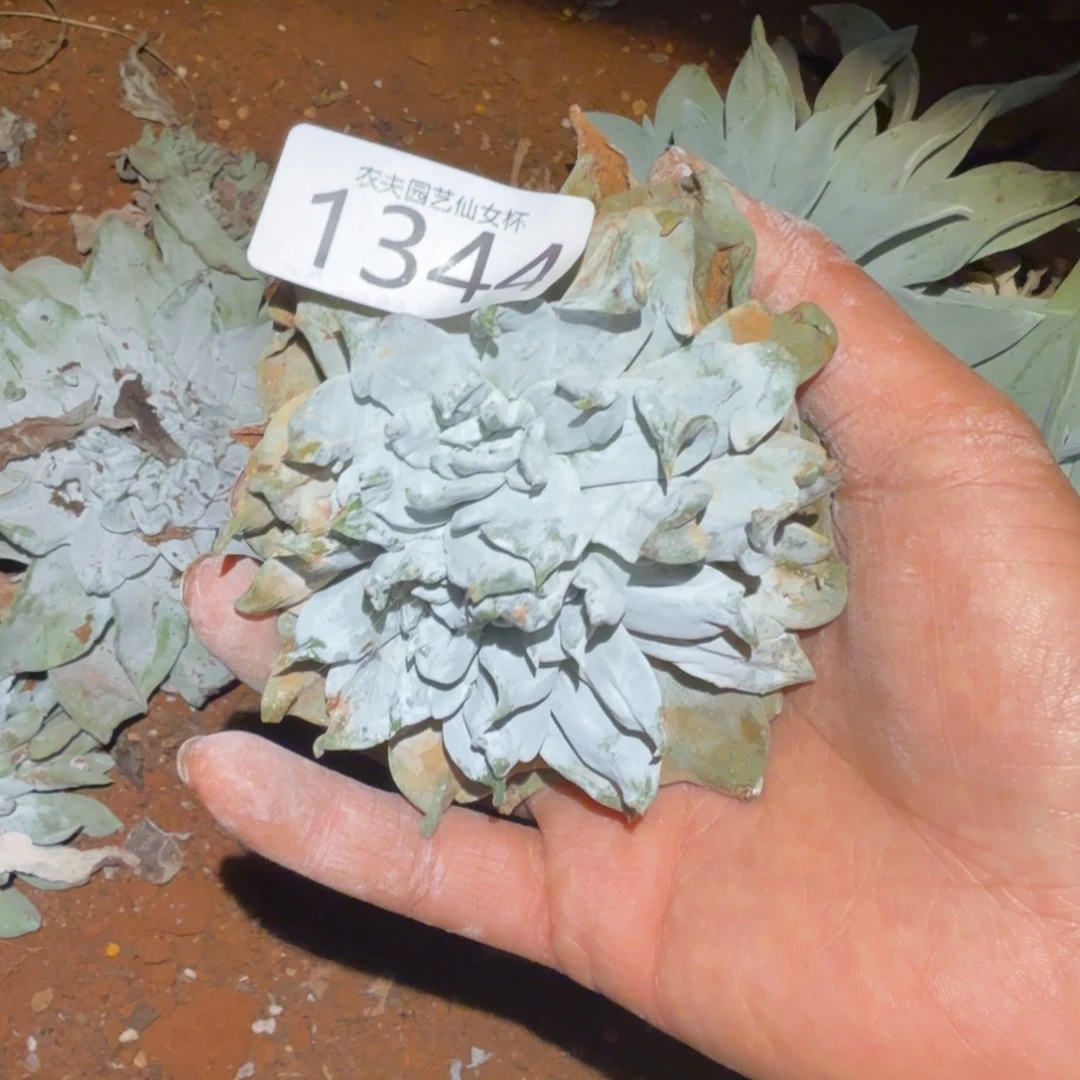 3代杂交仙女杯多肉福利处理瑕疵