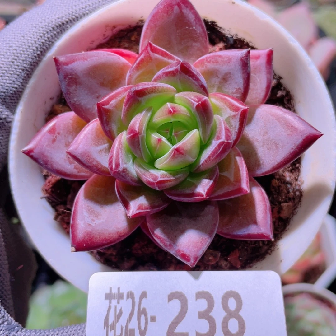 花利美26-238醉霞
