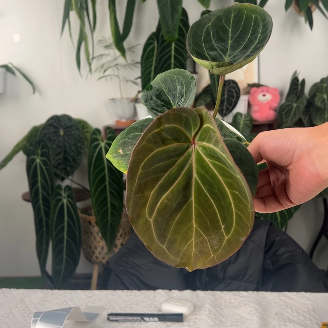 完全开放Kos｜黑桃王牌