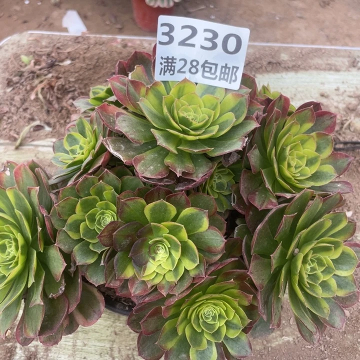 3230二号棚奶白的A