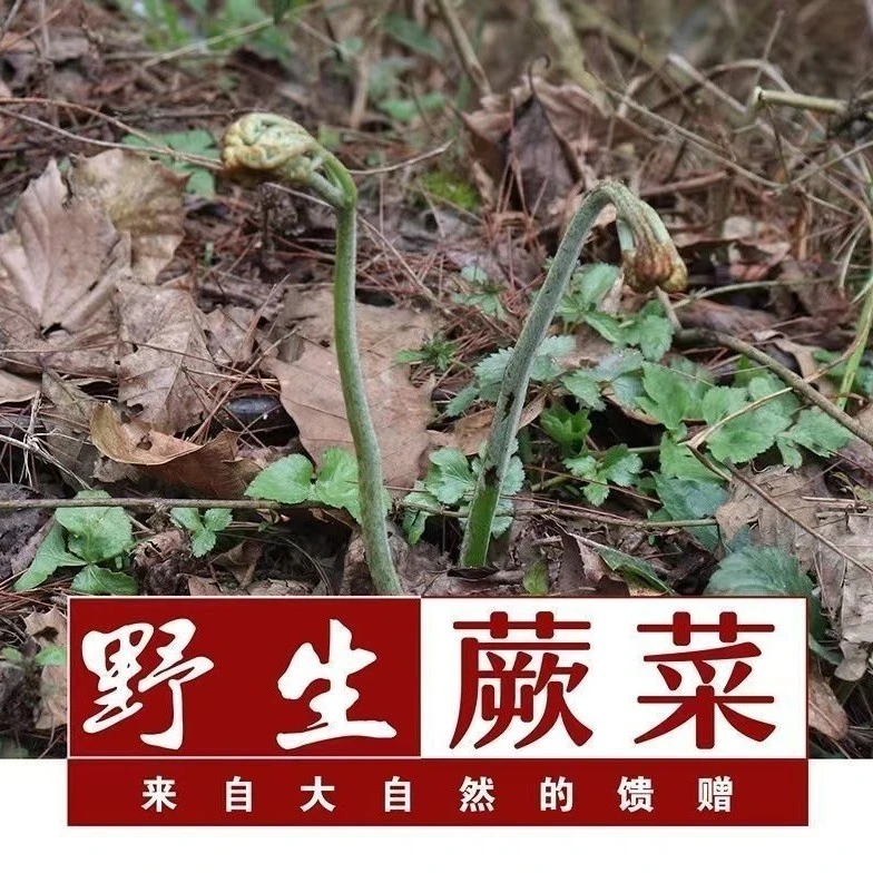 贵州大山野生新鲜蕨菜现摘高原龙抓菜新鲜采摘野生蕨菜甜蕨菜