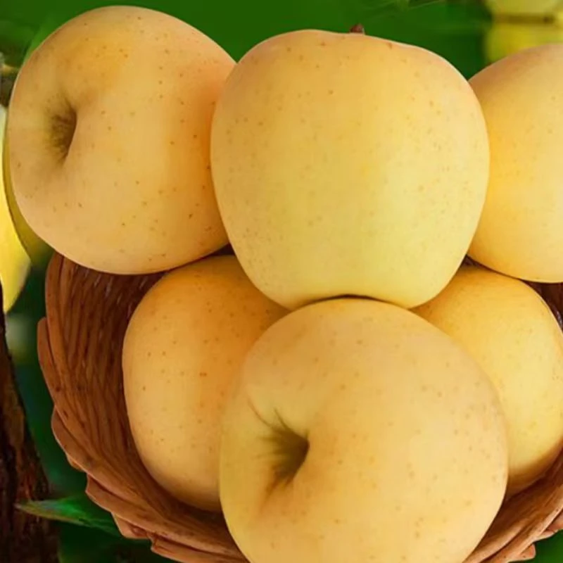 维纳斯黄金苹果树苗盆栽南北方种庭院地栽嫁接苹果苗盆栽地栽耐寒