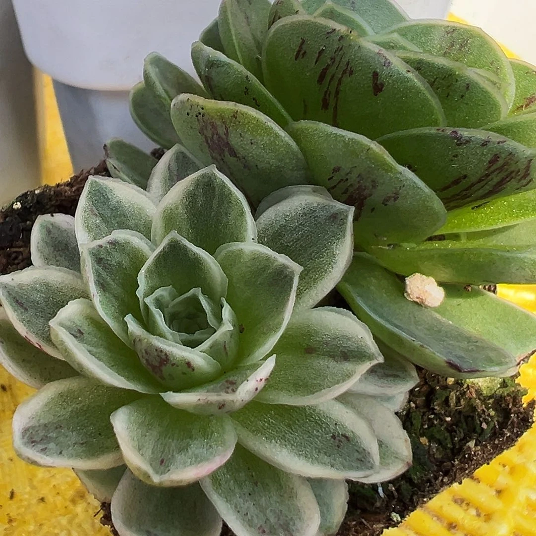 山地玫瑰锦秋夕3月13日