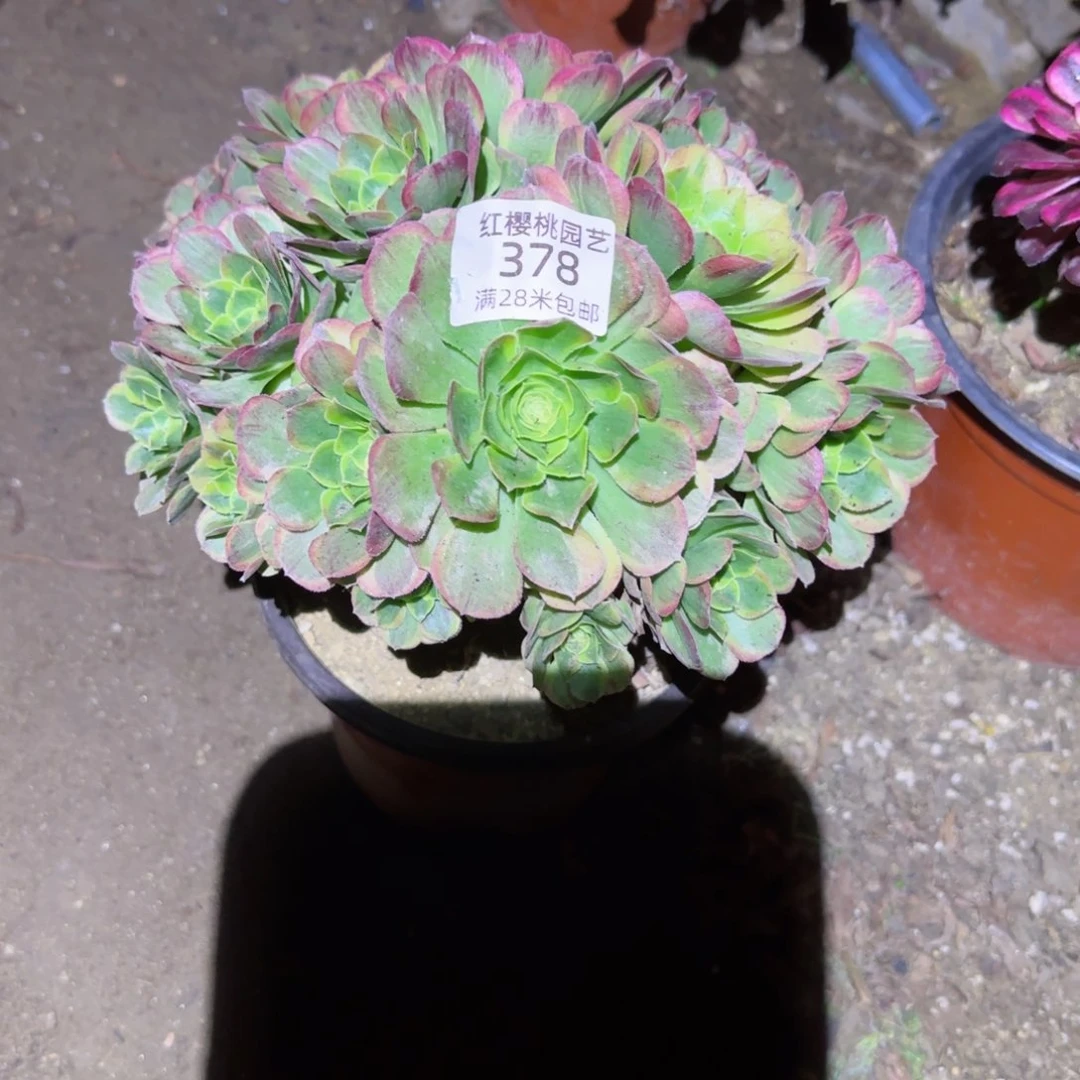 奶白法师多肉378