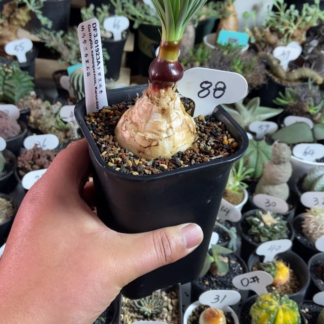 Gn弹簧草一物一拍