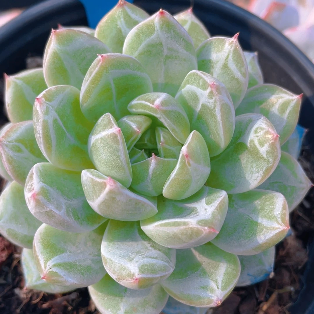 0611-2-雪花珍妮大单头一颗