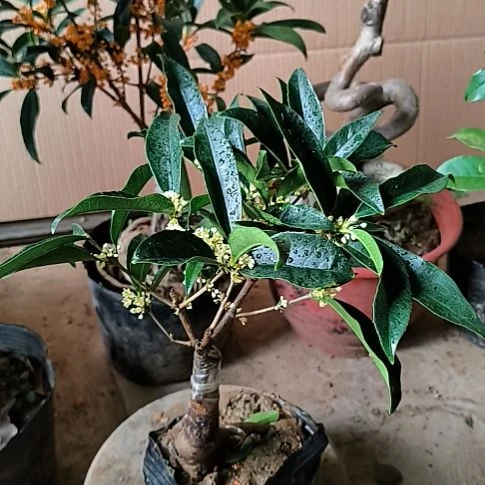 吕***你完全开放佛四季桂