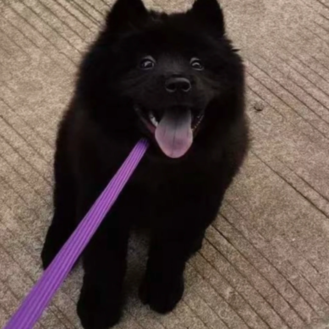 中华田园犬五黑犬黄狗白脸白土松五红犬