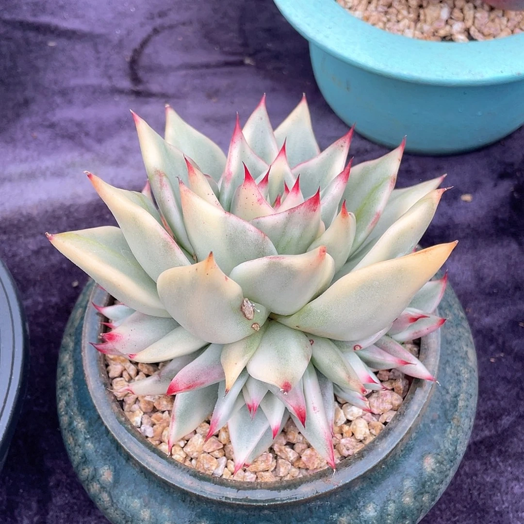 多肉植物一物一拍