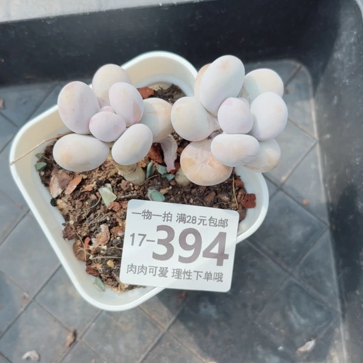 奶酪无盆土发货多肉多