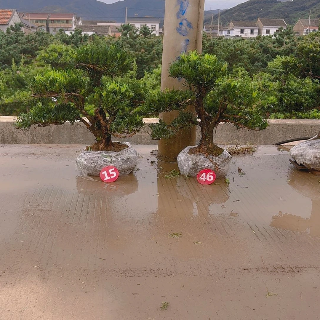 韩***完全开放罗汉松基地直发