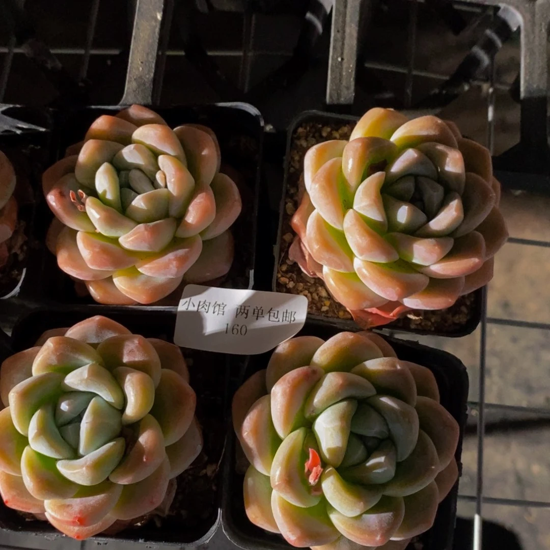 160-精品奶油胭脂冰玉单头两个