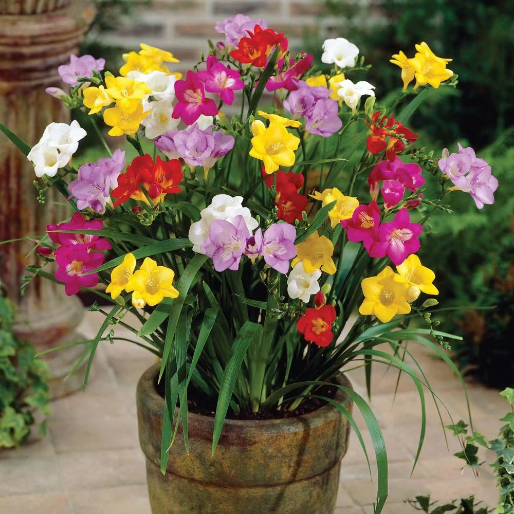 现货 进口香雪兰种球多年生【10球】混色