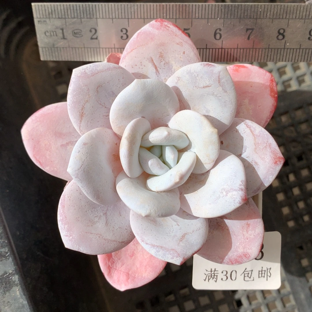 63。单头雪梨。多肉。