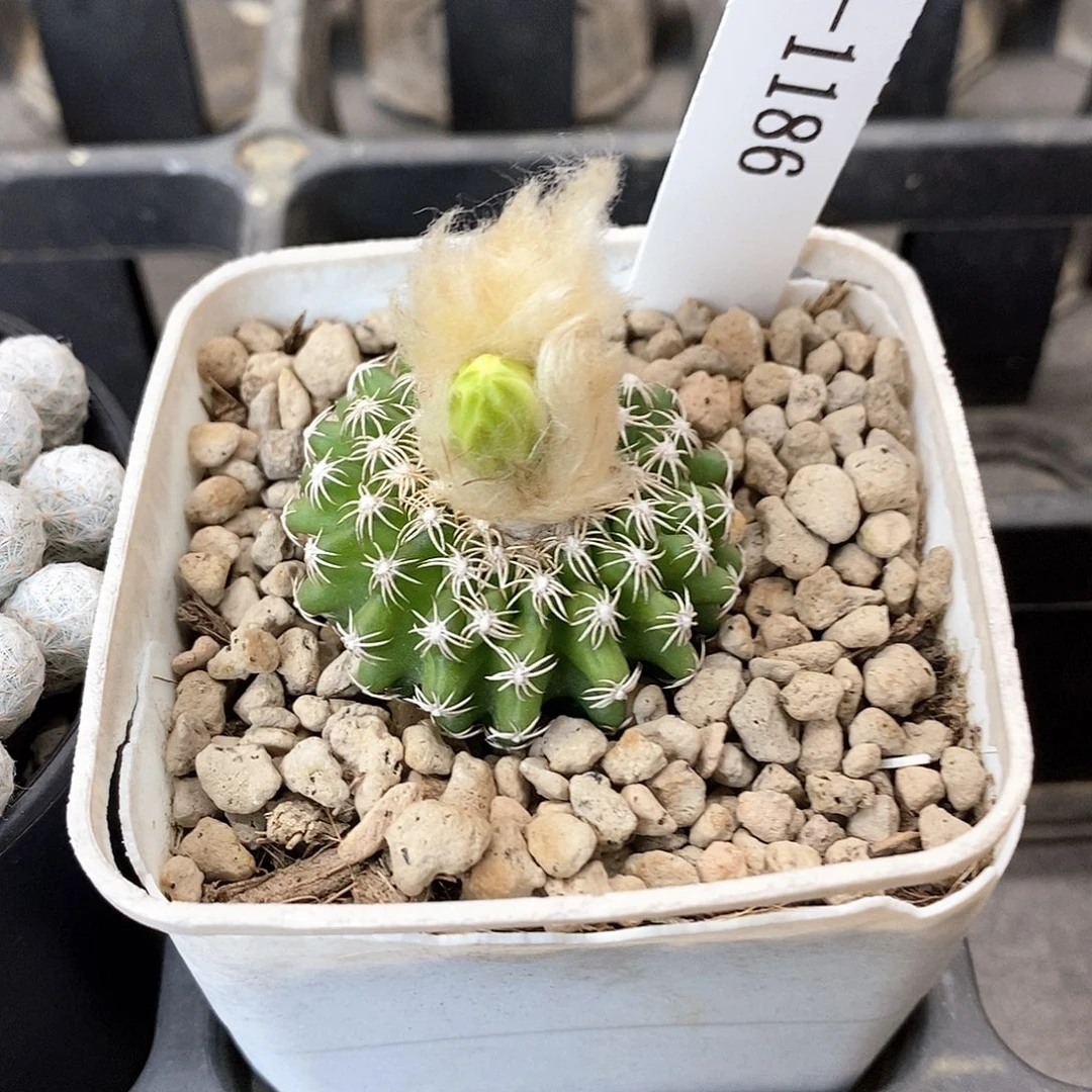 G1186花油专拍仙人球开花