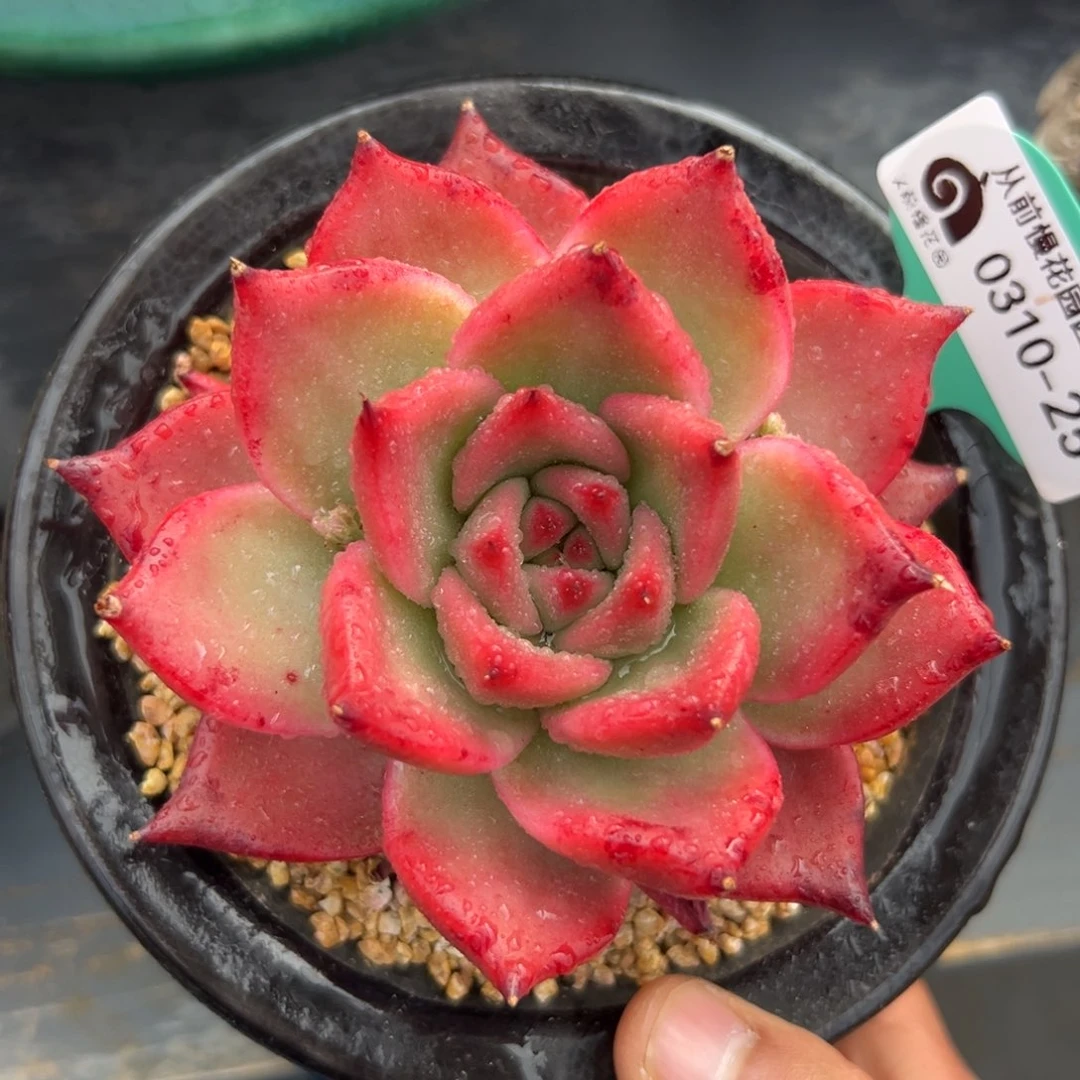 多肉一物一拍0310-25