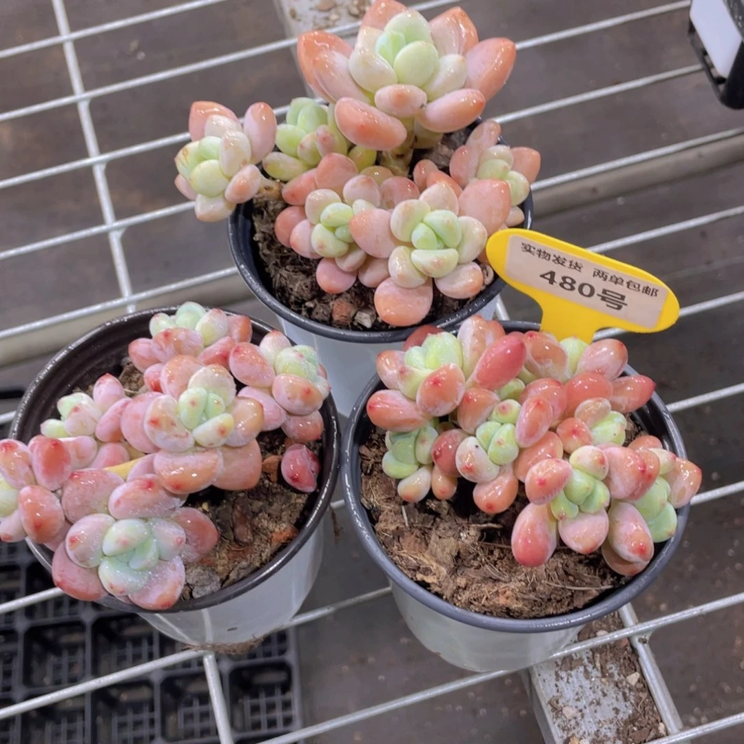 480号 老桩粉洛神大群一个