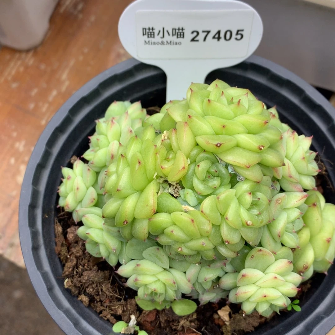 草****r多肉植物麦秆珍妮