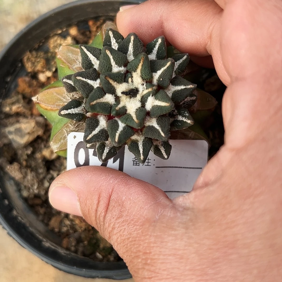 黑牡丹仙人球921