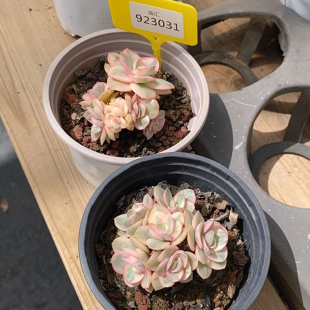 金汇园艺，923031秀妍锦1棵