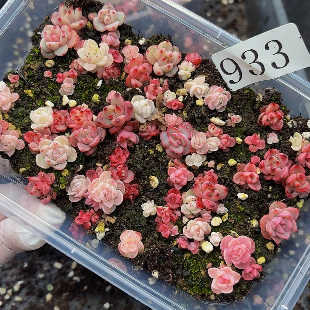 多肉植物多肉植物933