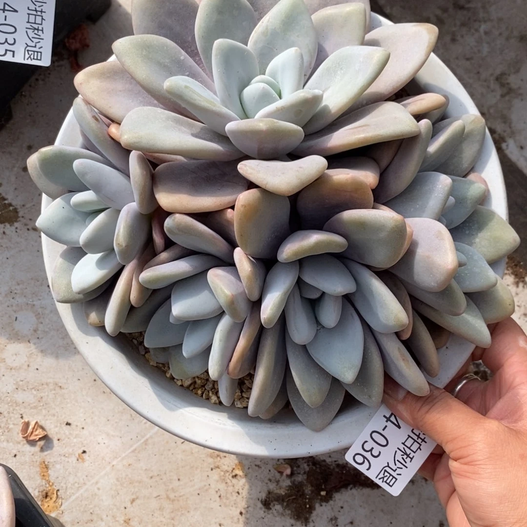 两单包邮1214-36粉兔