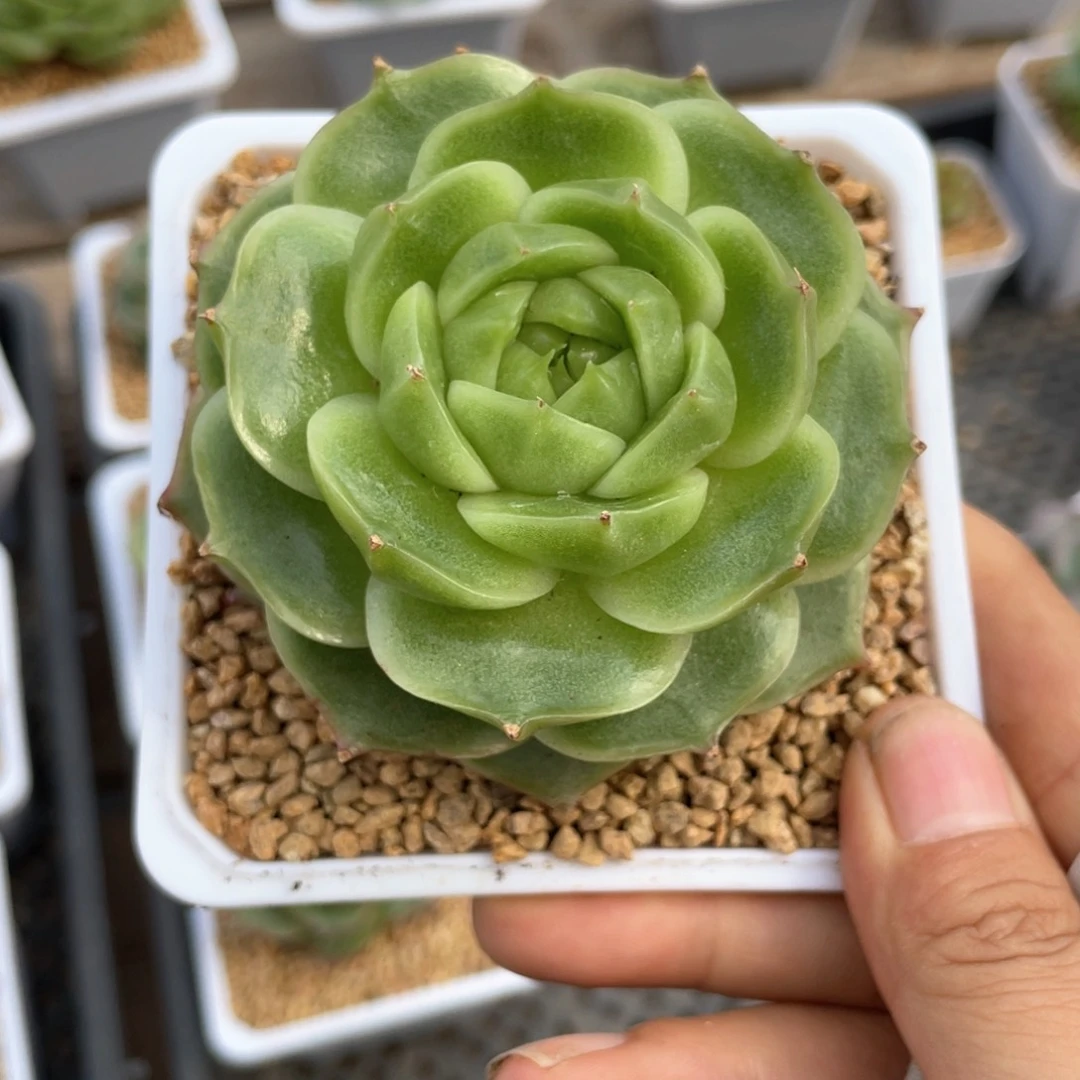 优选麦杆福利1002