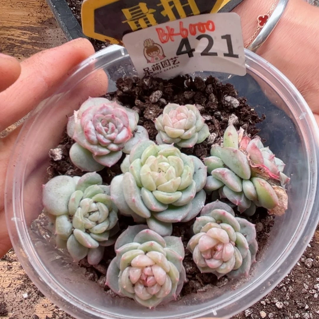 多肉植物多肉植物