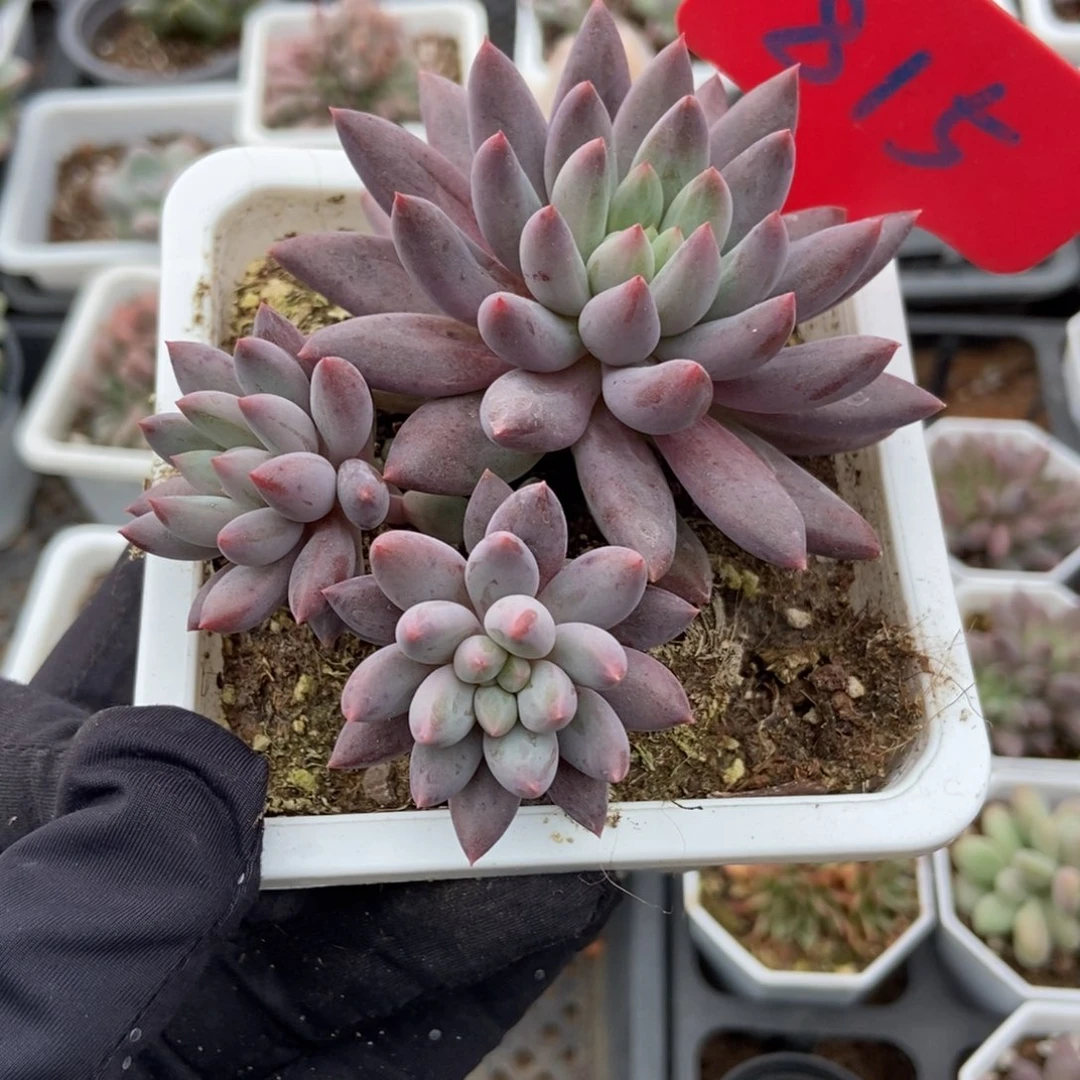815车厘子多肉植物