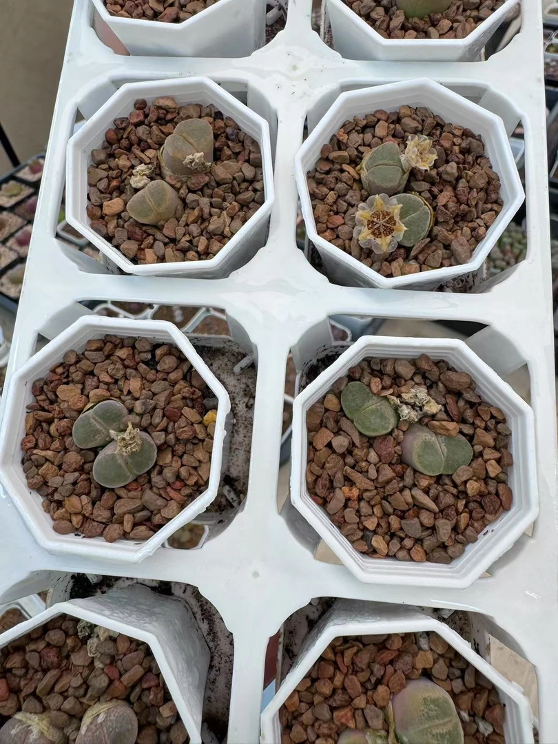 170多肉植物肉锥一颗