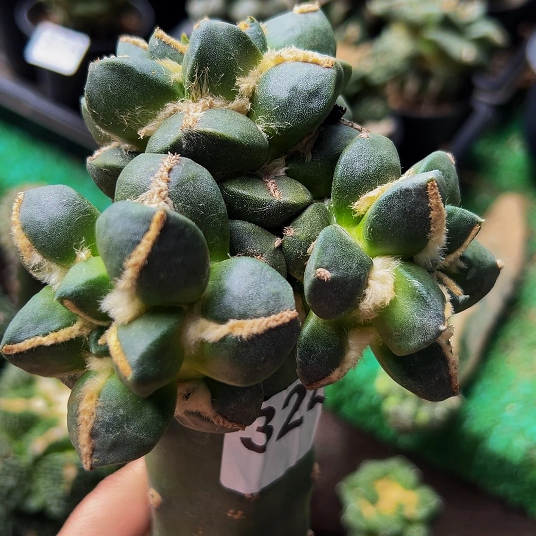 无花朵福利中筋青瓷牡丹324