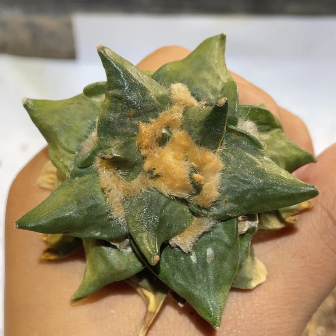 全部花朵自根889 仙人球开花