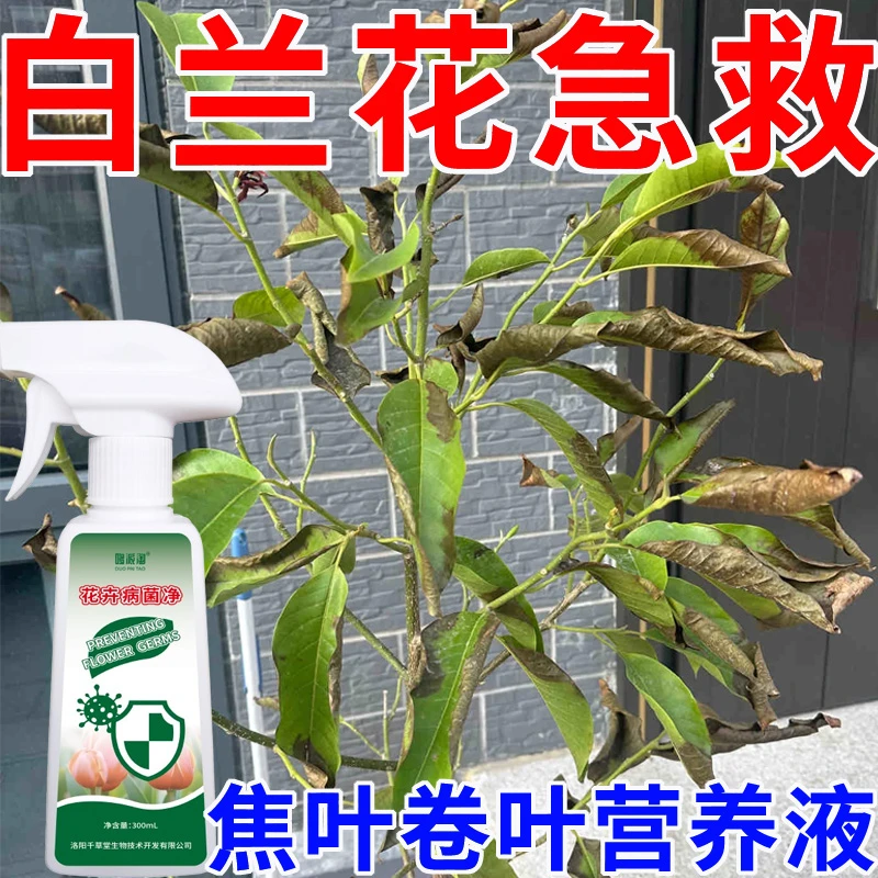 白兰花卷叶焦尖营养液肥料叶子卷曲黄叶焦边枯萎落叶用花卉病菌净