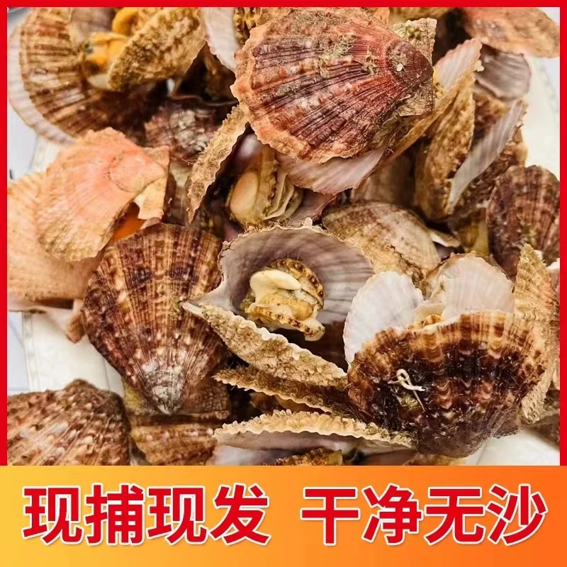 扇贝鲜活贝类海鲜水产栉孔刺扇贝【京东包邮】