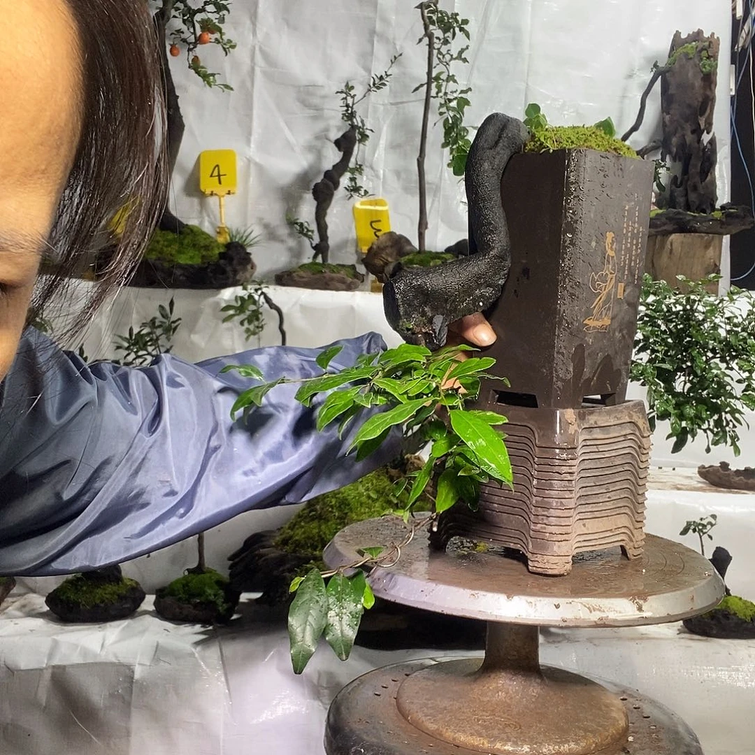 完全开放金弹子123456