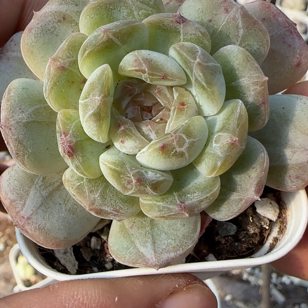 小卡拉米糖心一物一拍