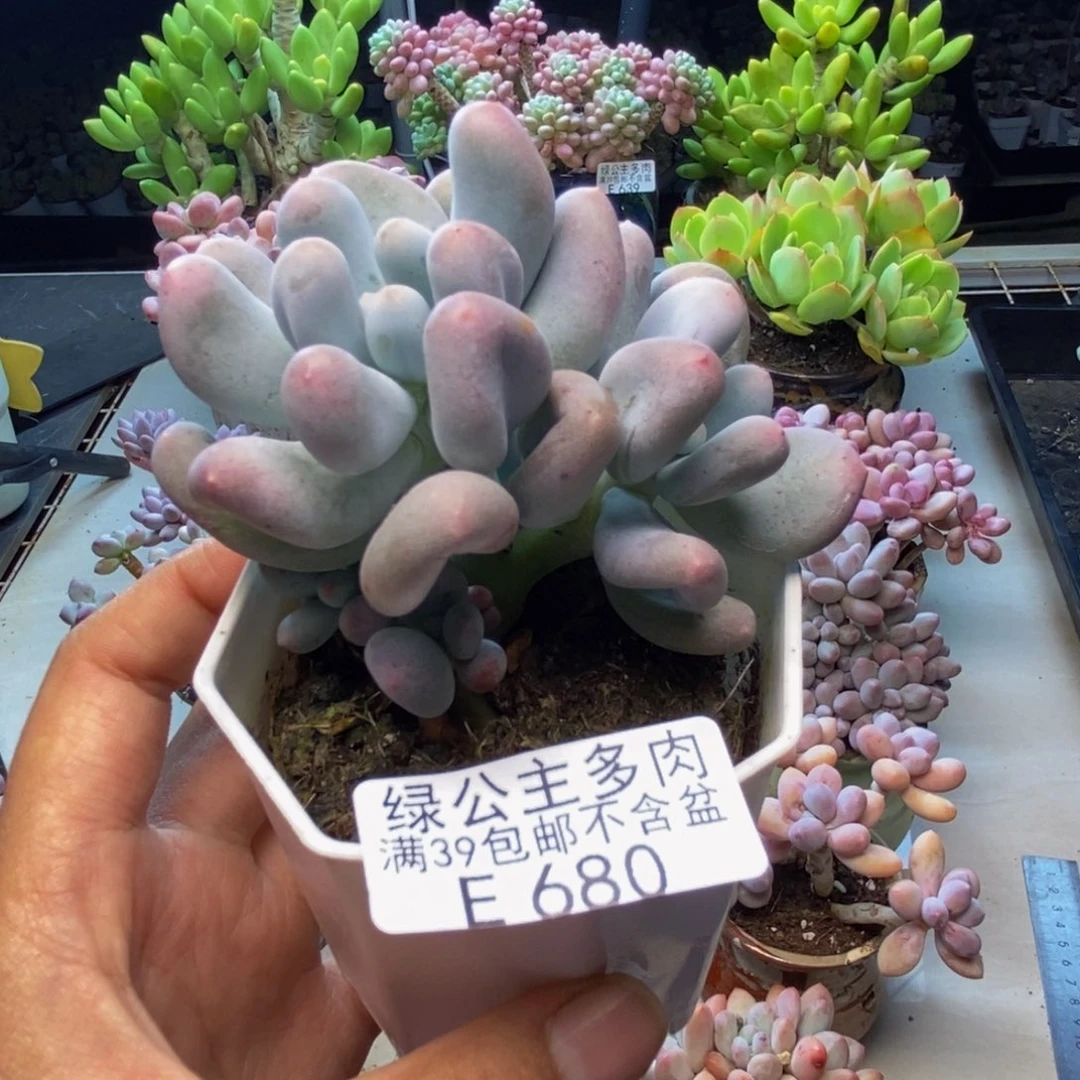 680米可奶多肉6c m