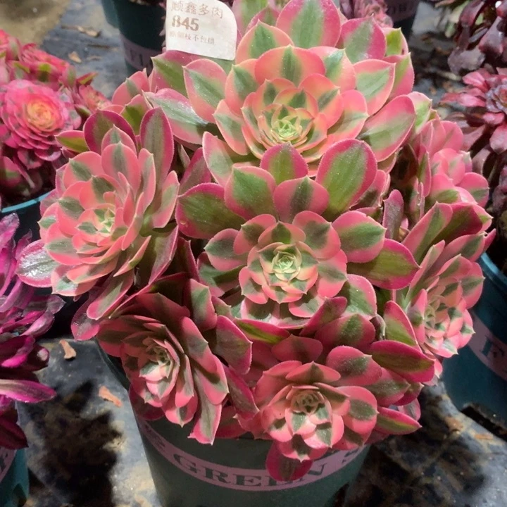 845粉女巫多肉植物