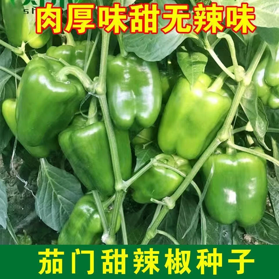 五彩甜椒种子肉厚皮薄大青椒种子朝天椒美人椒线椒四季辣椒种籽