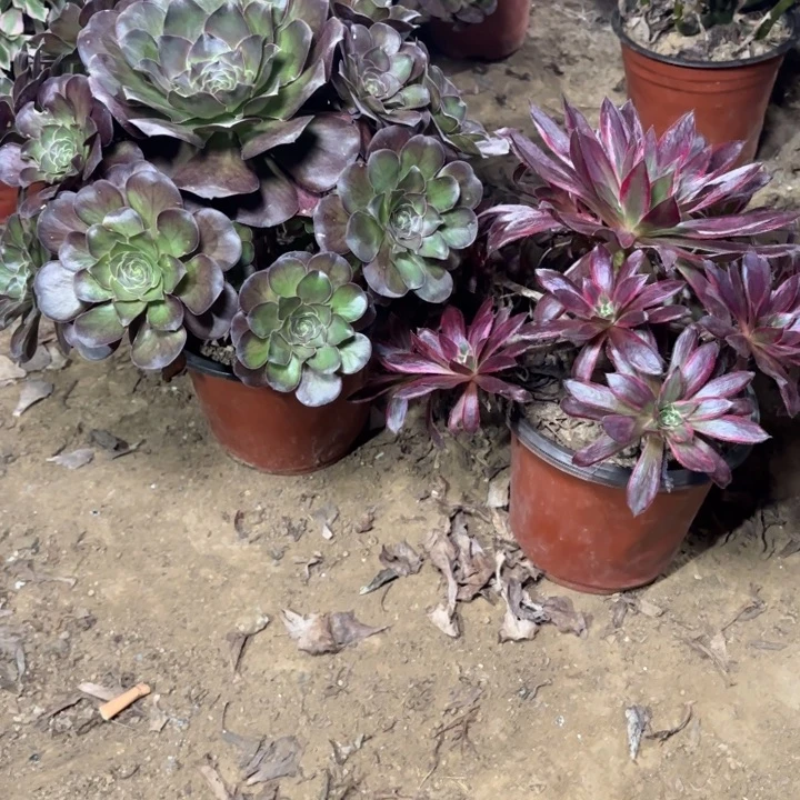 @***.多肉植物法师魅金和孔雀锦35