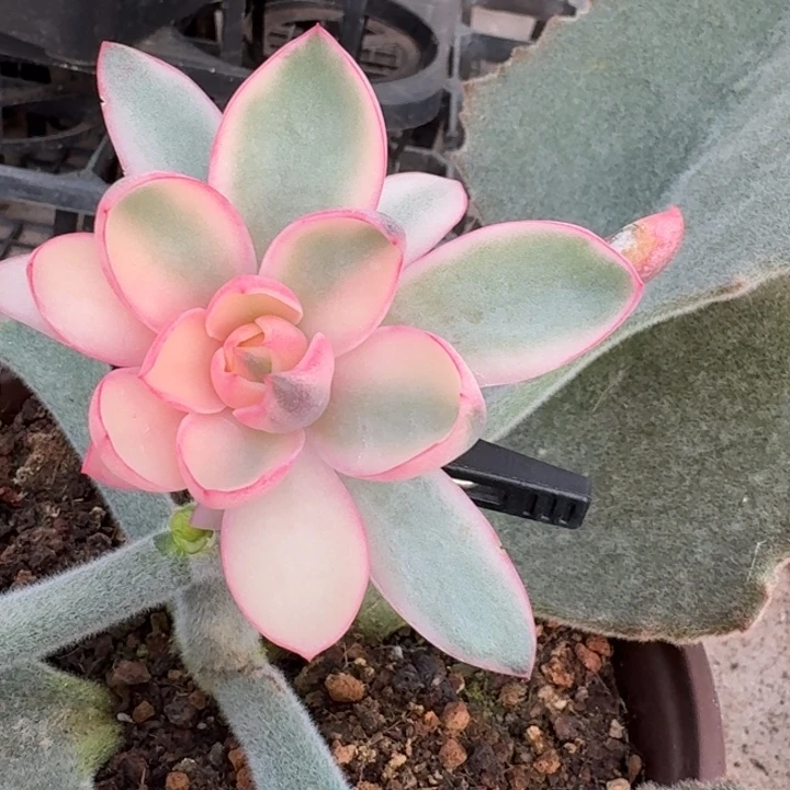 赫拉一物一拍好看