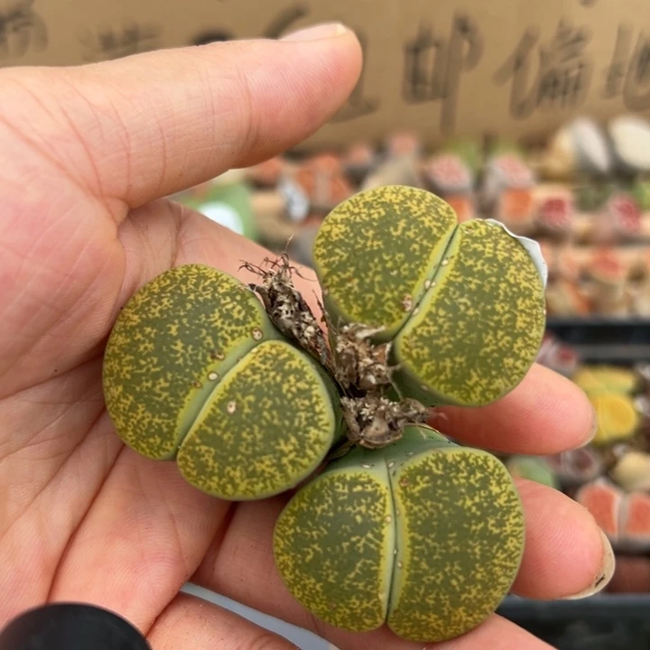 25054绿紫勋开播福利大三头