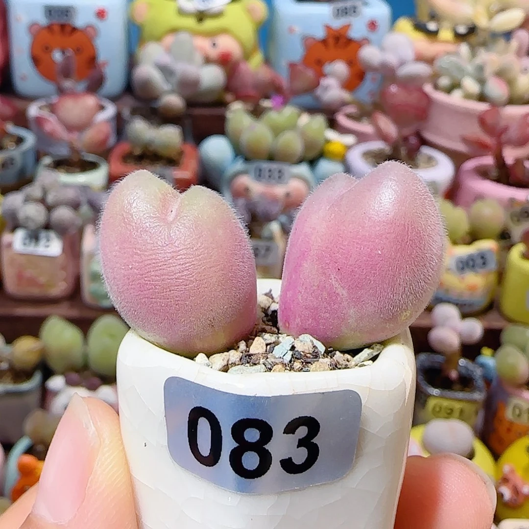 T蟹钳毛翠盆口2.5cm
