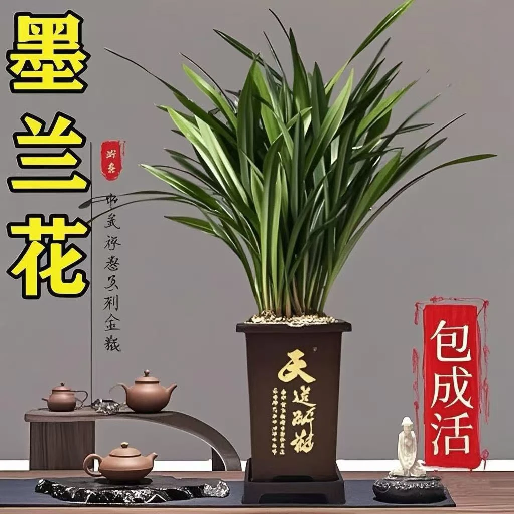 精品兰花送肥料盆栽室内花卉6-8苗四季常青基地直发