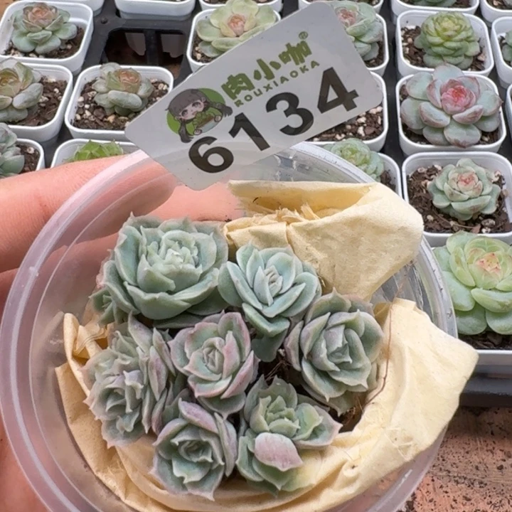 多肉植物多肉植物