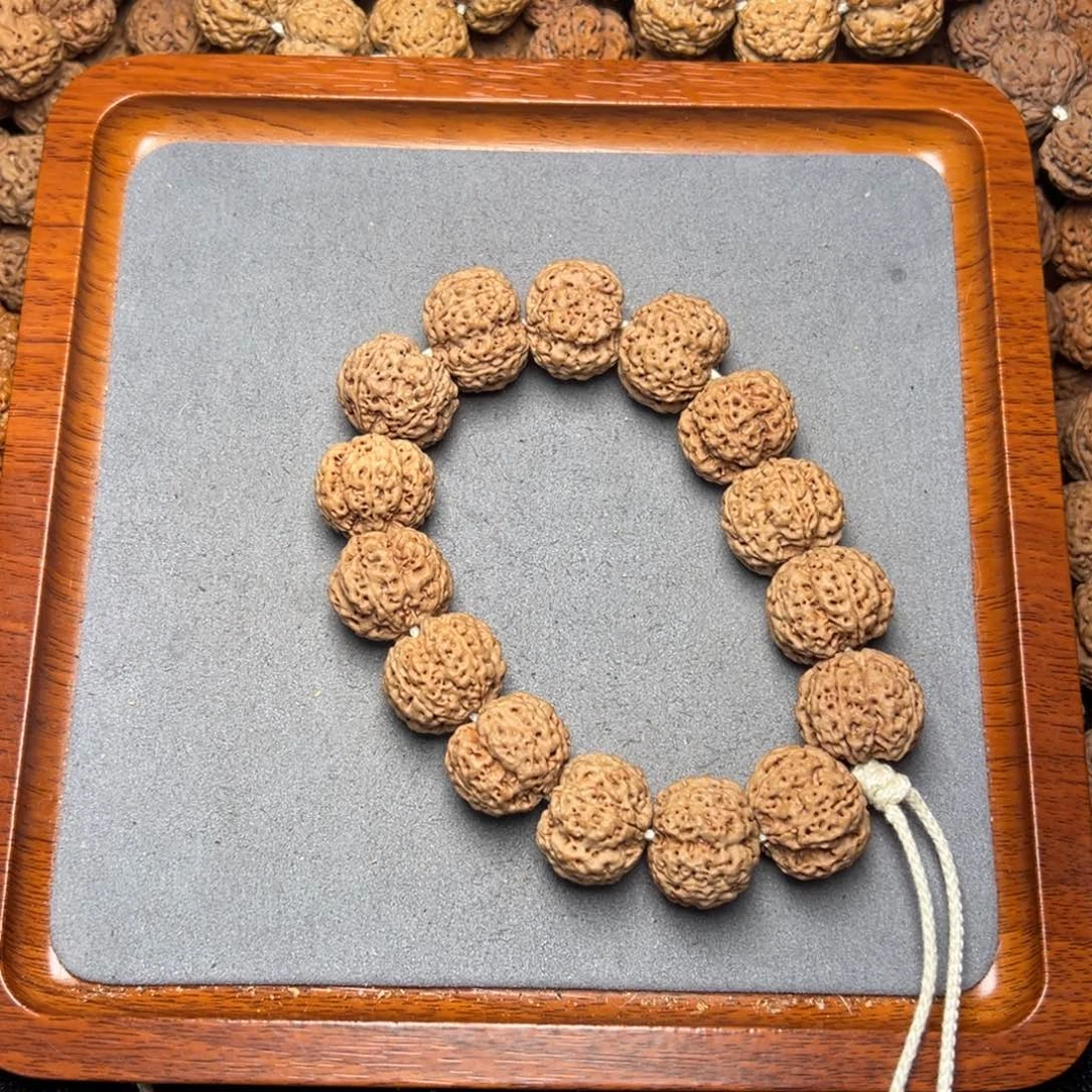 21号尼泊尔大金刚21五星梅花蜂王