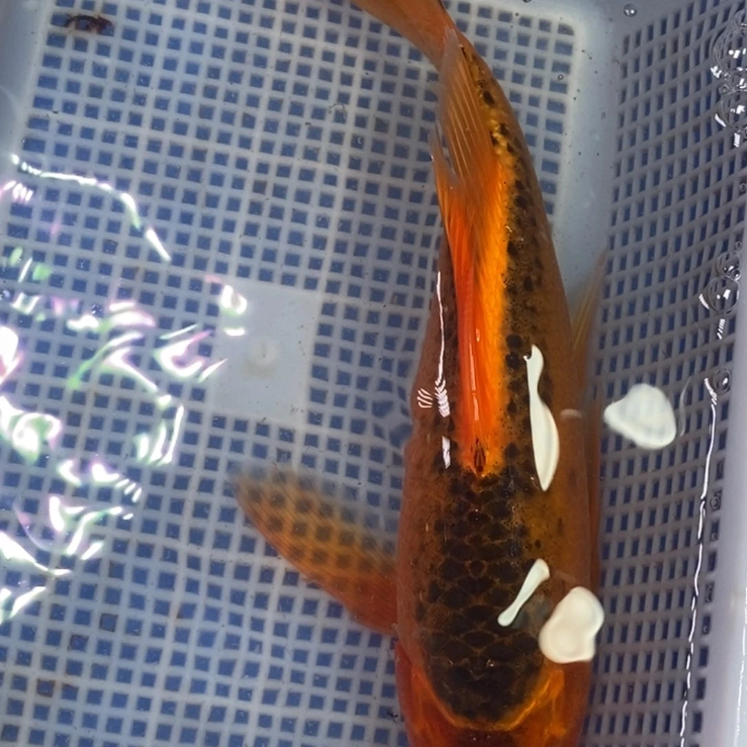 锦鲤冷水锦鲤包邮