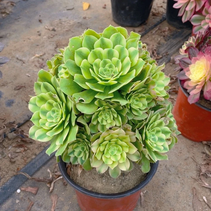 766辛尼亚法师多肉断枝不售后