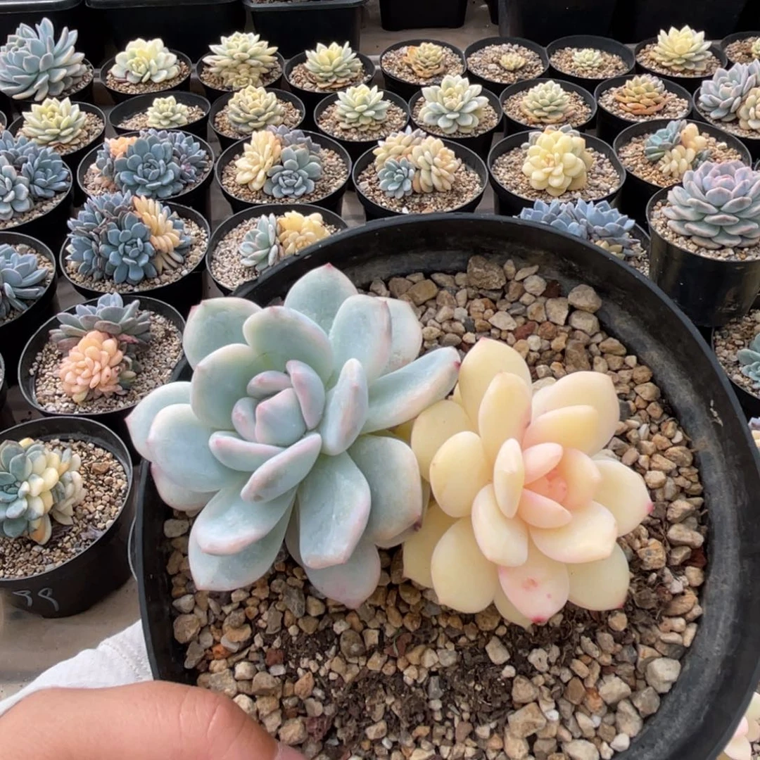 一物一拍不支持退换